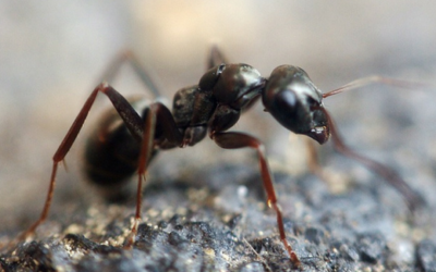 How to Handle a Carpenter Ant Infestation