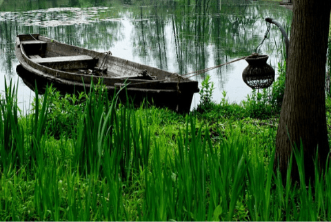 What is a wetland?